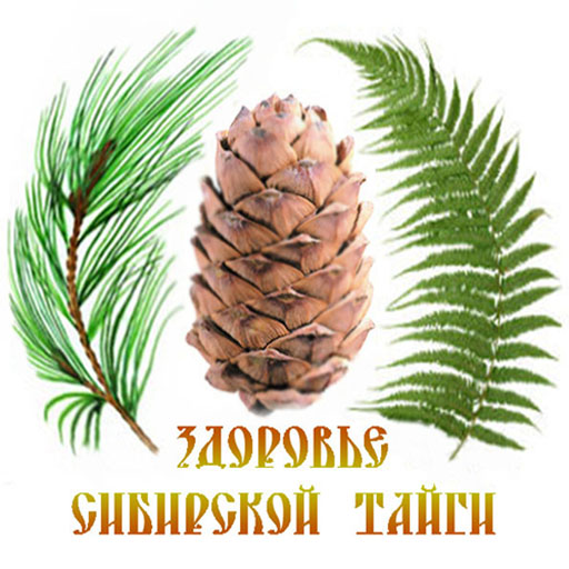 Сибирский кедр