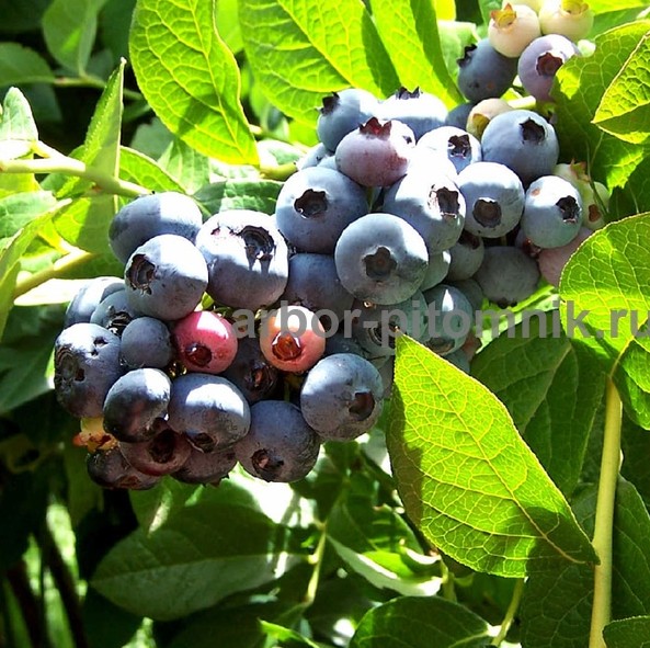 Саженцы и крупномеры голубики купить в Москве с посадкой Саженцы и крупномеры голубики купить в Москве с посадкой