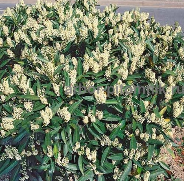 Сакура (вишня японская декоративная) в горшках для посадки купить