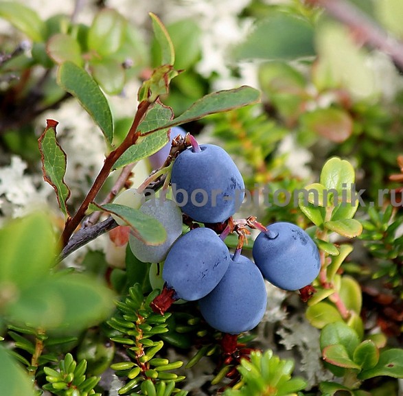 Саженцы и крупномеры голубики купить в Москве с посадкой Саженцы и крупномеры голубики купить в Москве с посадкой