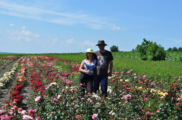 Саженцы роз Почтой России, ТК СДЕК, и самовывозом из Домодедово