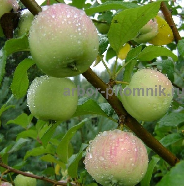 Саженцы яблони из питомника, с доставкой и посадкой