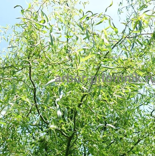 Крупномеры в Москве и Подмосковье с доставкой