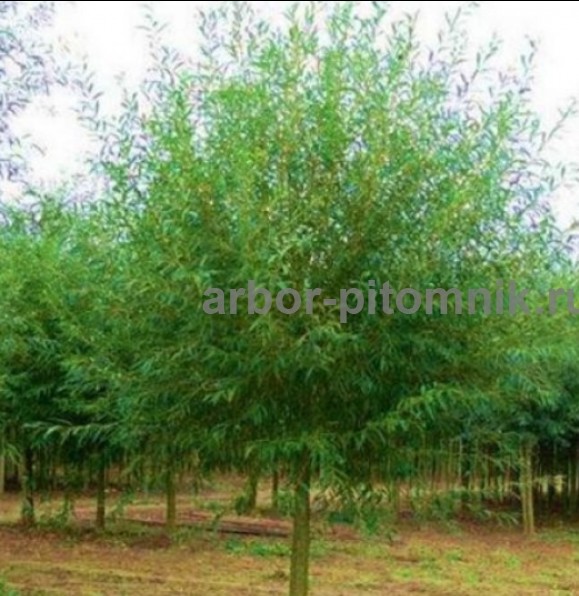 Крупномеры в Москве и Подмосковье с доставкой