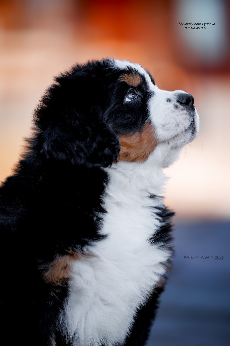 Очаровательные щенки бернского зенненхунда