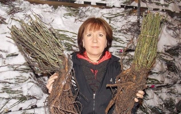 Саженцы роз Почтой России, ТК СДЕК, и самовывозом из Домодедово