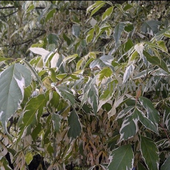 Крупномеры в Москве и Подмосковье с доставкой