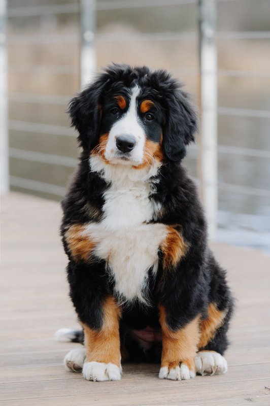 Бернский зенненхунд с родословной