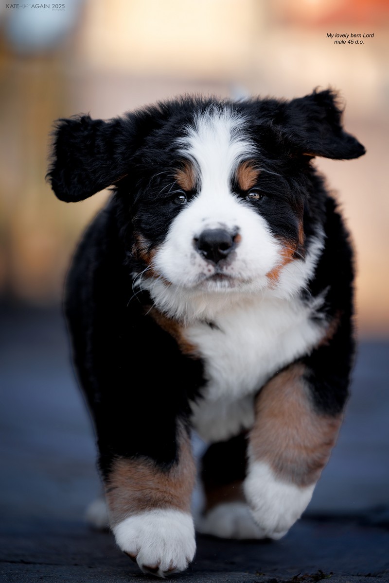 Щенки бернских зенненхундов