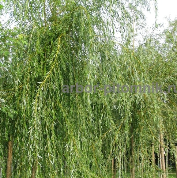 Крупномеры в Москве и Подмосковье с доставкой