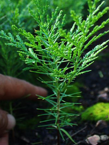 Сеянцы, саженцы хвойных растений из питомника