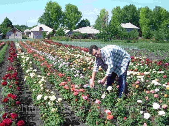 Саженцы роз Почтой России, ТК СДЕК, и самовывозом из Домодедово