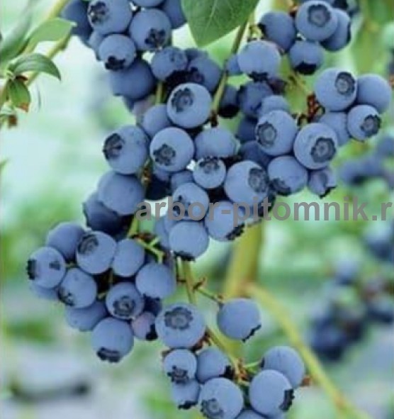 Саженцы и крупномеры голубики купить в Москве с посадкой Саженцы и крупномеры голубики купить в Москве с посадкой