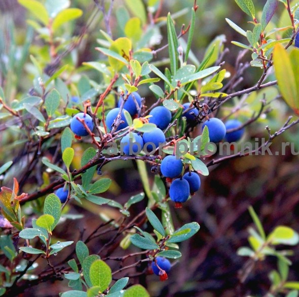 Саженцы и крупномеры голубики купить в Москве с посадкой Саженцы и крупномеры голубики купить в Москве с посадкой