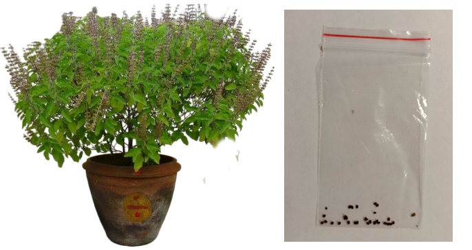 Семена туласи, в пакетике, для выращивания дома.