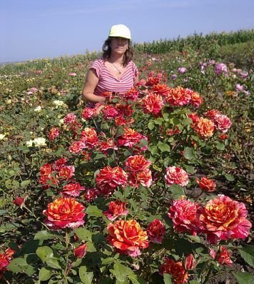 Саженцы роз Почтой России, ТК СДЕК, и самовывозом из Домодедово