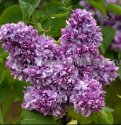Саженцы сирени из питомника, каталог с сортами